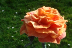 Rose-004