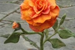 RoseAugust-2